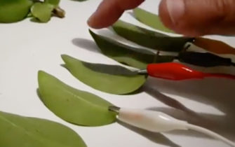 Watch a Video of a Synth Being Created from Leaves